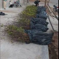 نهال عناب اوکراینی|خدمات باغبانی و درختکاری|بیرجند, |دیوار