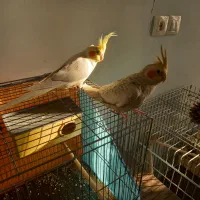 یک جفت طوطی عروس هلندی|پرنده|محمدیه-قزوین, |دیوار