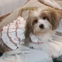 شیتزو. فوری|سگ|تهران, المهدی|دیوار