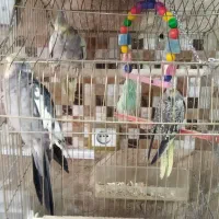 عروس هلندی سخنگو مولد با جوجه قناری نر بخون|پرنده|تهران, جوادیه|دیوار