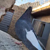 نر ماده زاغ دم اسبی|پرنده|خرم‌آباد, |دیوار