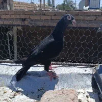 زاغ و سوسکی سینه سفید و چاپی و پولک وابلغ