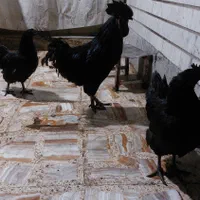 تخم مرغ ایام سمانی  نطفه دار