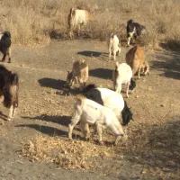بزو بز غاله|حیوانات مزرعه|خرمآباد, |دیوار