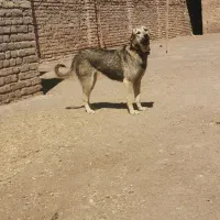 سگ ماده