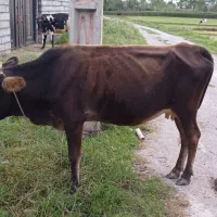 گاو میزان قیمت مناسب