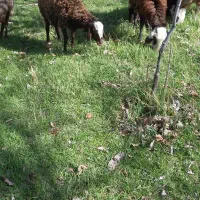 گوسفند ماده عتیقه افشاری