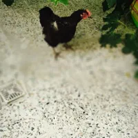 مرغ و خروس