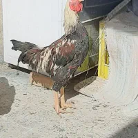 خروس لاری