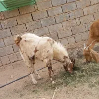 دوتا تروشت مخصوص کشتار ومالداری|حیوانات مزرعه|ایرانشهر, |دیوار