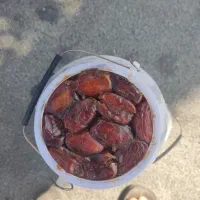 خرما هلیله تازه|خوردنی و آشامیدنی|ایرانشهر, |دیوار