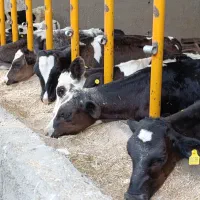 20راس گوساله شیر خوار و قطع شیر نروماده
