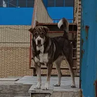 سگ دُزدی|حیوانات|اراک, |دیوار