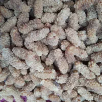 توت درجه ۱کرج کوهسار