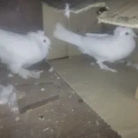 کفتر