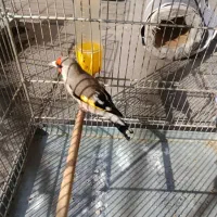 سهره دورگ جوجه معاوضه با رسمی|پرنده|بهارستان, |دیوار