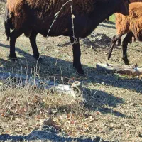 یک راس شیشک قوچ قزل افشار|حیوانات مزرعه|ویلکیج, |دیوار