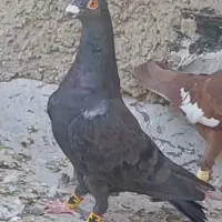 کفتر یا کبوتر