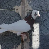 ماده طوقی|پرنده|جهرم, |دیوار