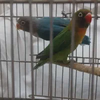 یک جفت برزیلی نژاد دار عروسک