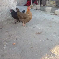 مرغ محلی تخمگذار|حیوانات مزرعه|بهبهان, |دیوار