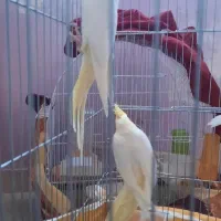 عروس هلندی  ماده آماده