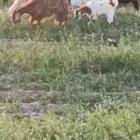 بز چاوش دودندون