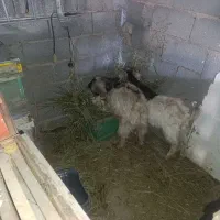 بز دام قربانی