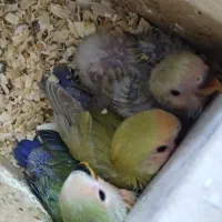 طوطی برزیلی|پرنده|اصفهان, منتظرالمهدی|دیوار