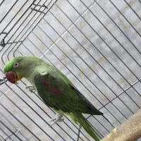 شاه طوطی ماده|پرنده|قم, بنیاد|دیوار