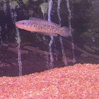 چانا گلدن کبرا