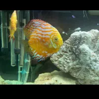 آکواریوم|ماهی|نسیم‌شهر, |دیوار