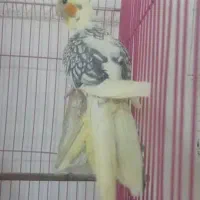 طوطی عروس هلندی رام نژاد لوتینو و لوتینو دو کت