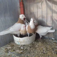 نروماده طوقی