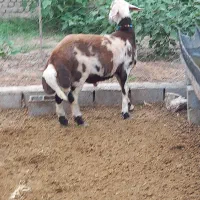 بره قوچ بروجردی اصل