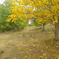 ۱۰۰۰ متر باغ دارای سند برِ جاده اصلی تنگه واشی|فروش زمین و ملک کلنگی|فیروزکوه, |دیوار