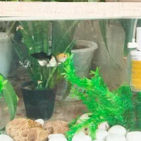 ماهی|ماهی|فسا, |دیوار