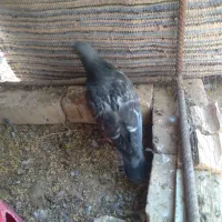 کفتر آلمانی|پرنده|آیسک, |دیوار