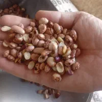 لوبیا چیتی کیلو ۳۰ هزار|خوردنی و آشامیدنی|مشهد, کارمندان دوم|دیوار
