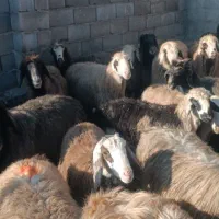 گوسفند داشتی