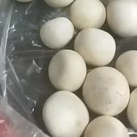 و۱ عددفرغون.گاز۵شعله رومیزی.تنه درختو|موبایل|کاشان, فین بزرگ|دیوار