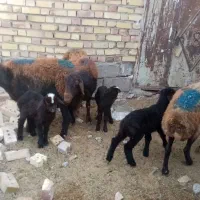 12راس میش زاییده وآبستن سنگین