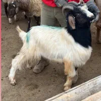 بزغاله چاق سالم به شرط|حیوانات مزرعه|بجنورد, |دیوار