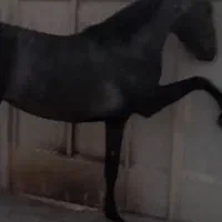 مادیان ۲ سال نوه انسیاتور کره پلنگ دورانی