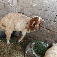 بره نر|حیوانات مزرعه|اندیمشک, |دیوار