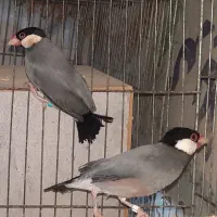 فنچ نرگسی بالغ نر