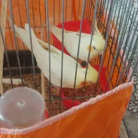 عروس هلندی جفت مولد واقعی با۲تا جوجه