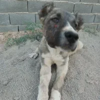 توله سگ سرابی|سگ|پیشوا, |دیوار