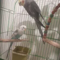 عروس هلندی و مرغ عشق|پرنده|بناب, |دیوار