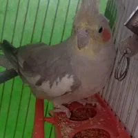 عروس هلندی نر و ماده|پرنده|مشهد, شهرک شیرین|دیوار
